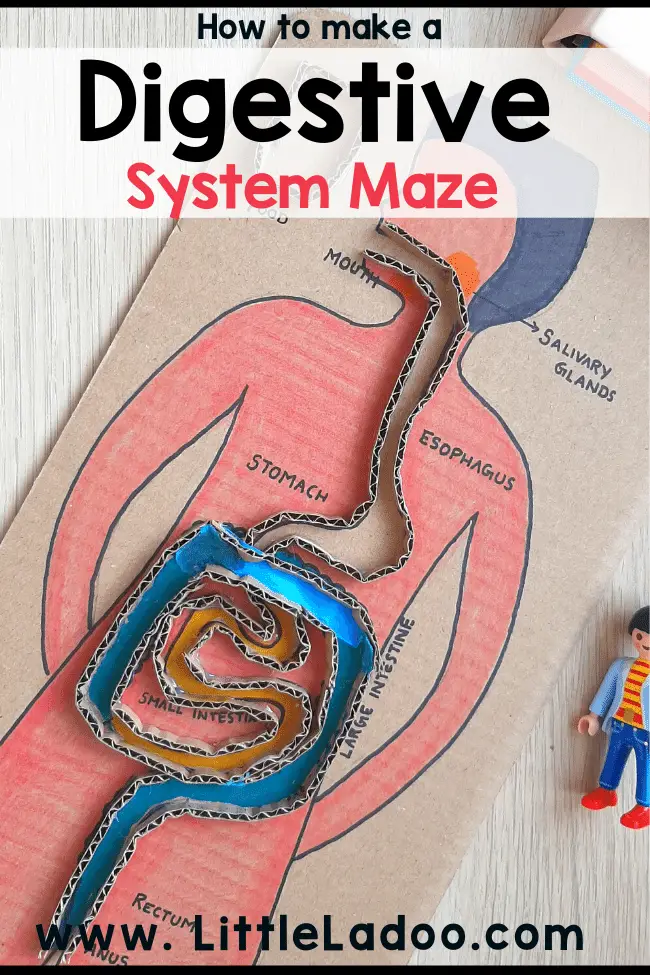 Digestive system interactive model