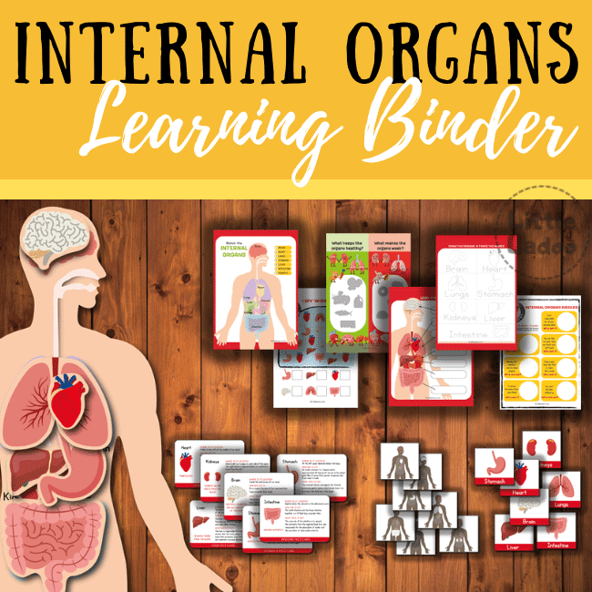 internal organs busy book pages, fact cards, flashcards