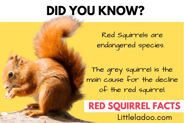 red squirrel facts for kids