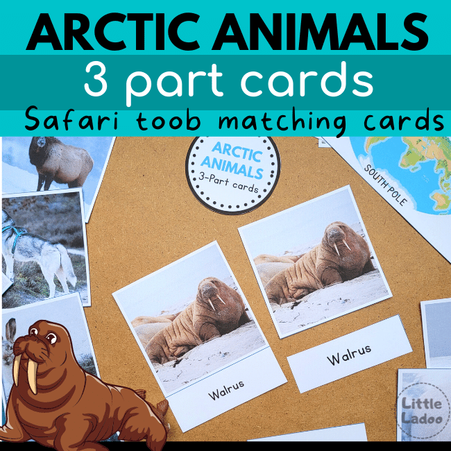Arctic animals 3 part cards safari toob cards