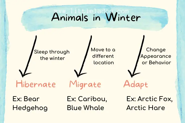 How do animals survive in the Winter