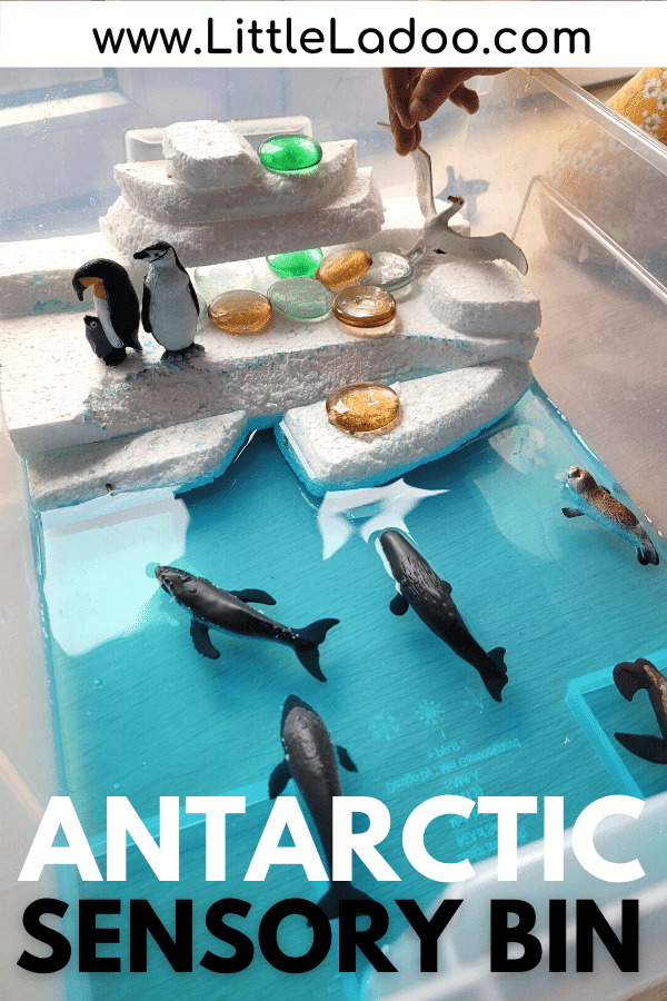 Antarctic animals sensory bin