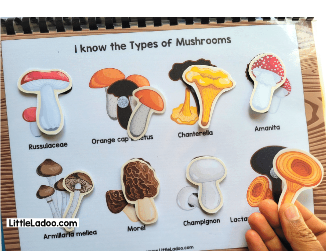 Types of mushroom Printable