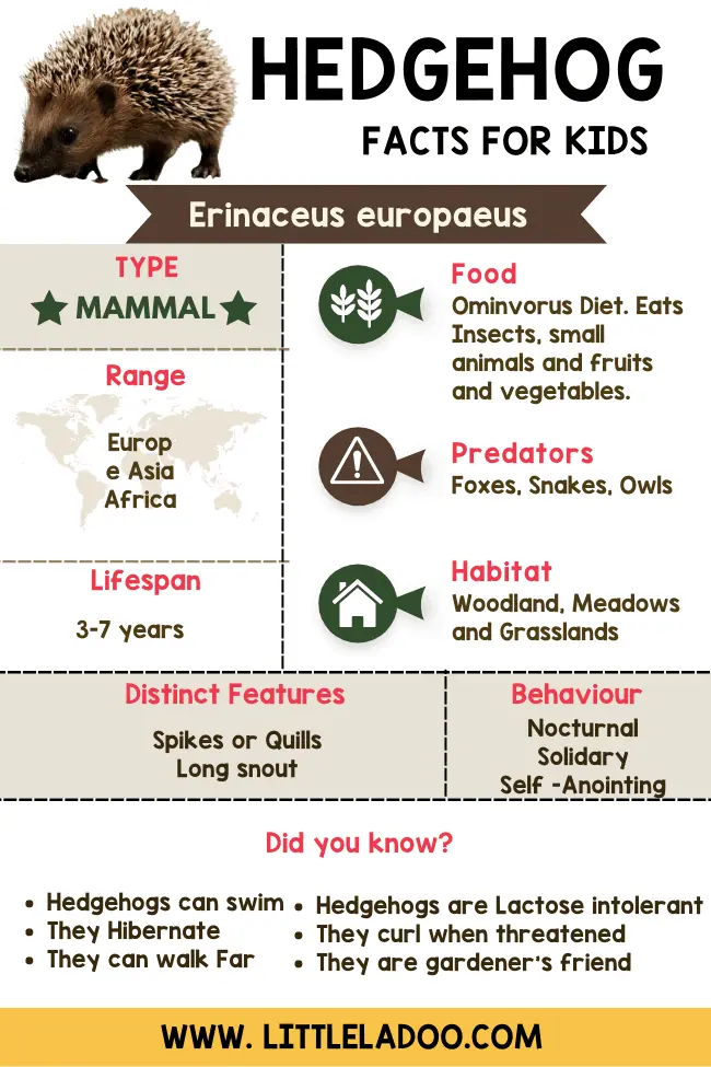 hedgehog-facts-for-kids-little-ladoo