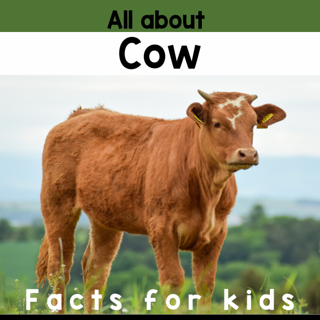 cow facts for kids
