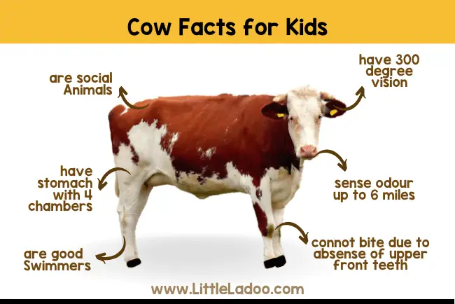 cow facts for kids
