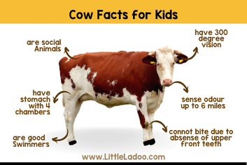 Cow Facts for Kids - Little Ladoo