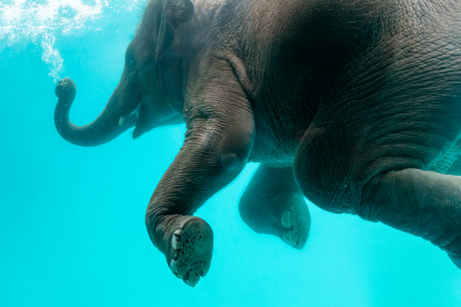 Elephants are excellent swimmers