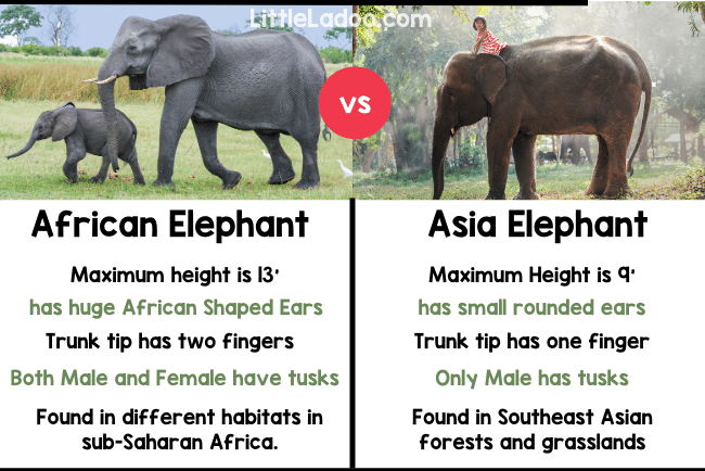 Difference between Asian and African Elephant