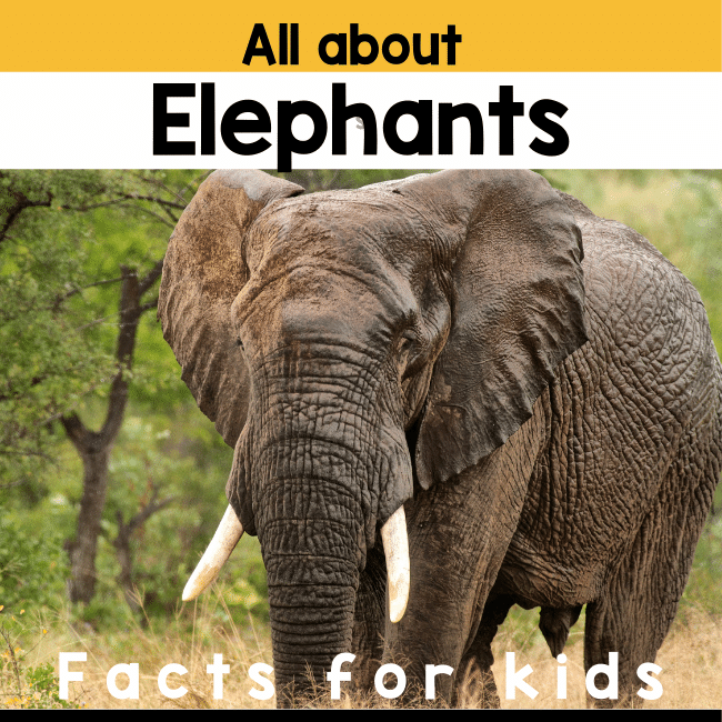 Elephant Facts for kids 