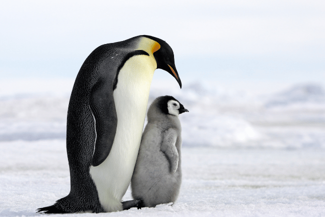 Emperor Penguin