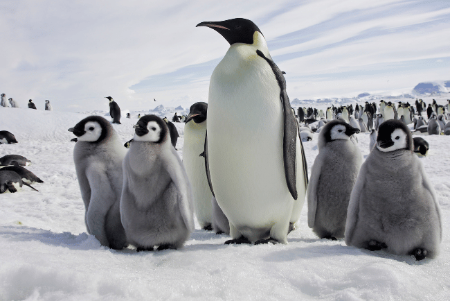 Penguin breeding and reproduction Facts for Kids