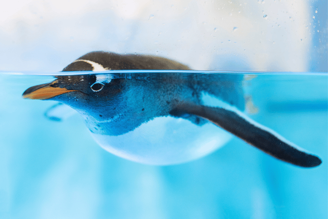 Penguin in water facts for kids