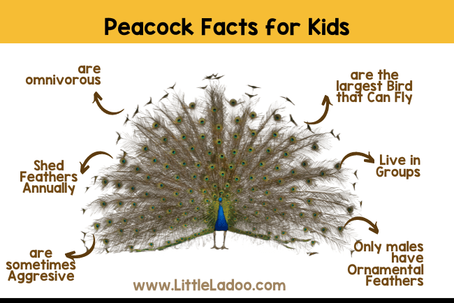 Peacock Facts for kids