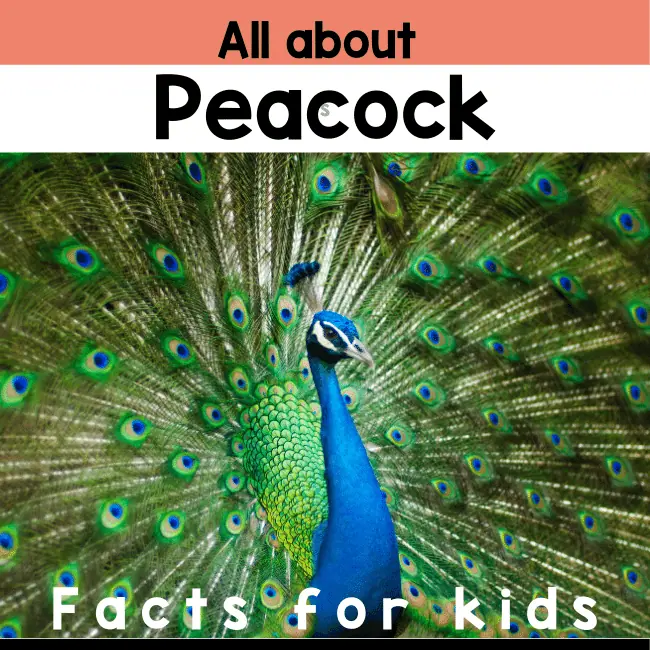 Peacock Facts for kids