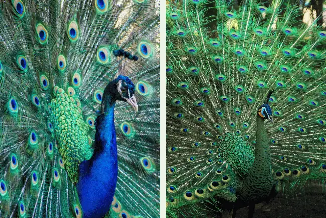 Types of Peacock