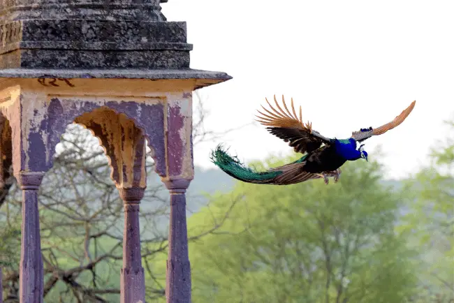 Peacock Flying