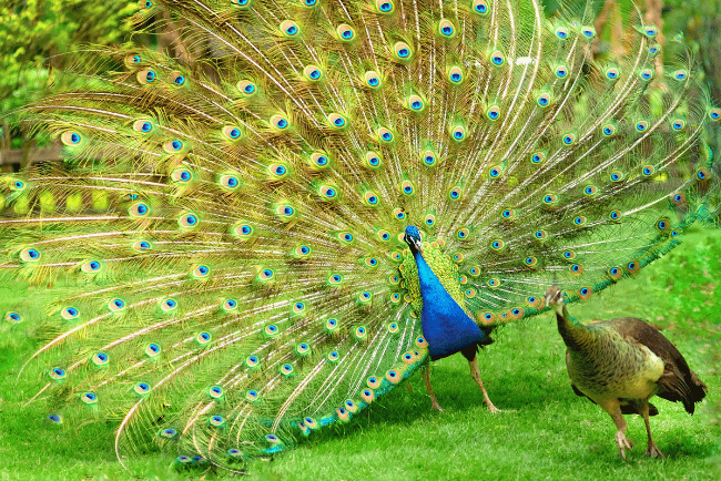 Peacock courtship display