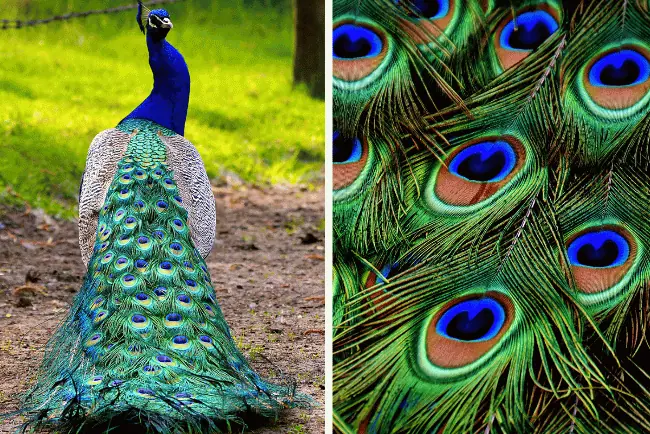Peacock feathers