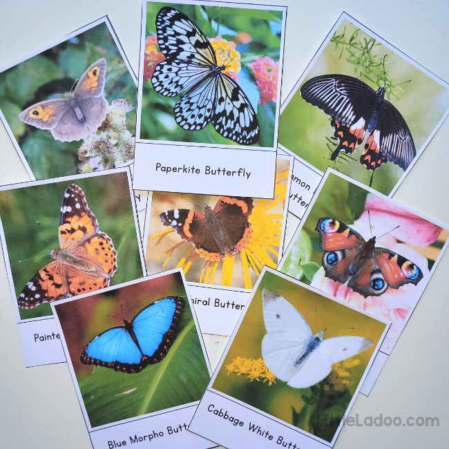 Butterfly identificaltion cards - Flashcards (1)