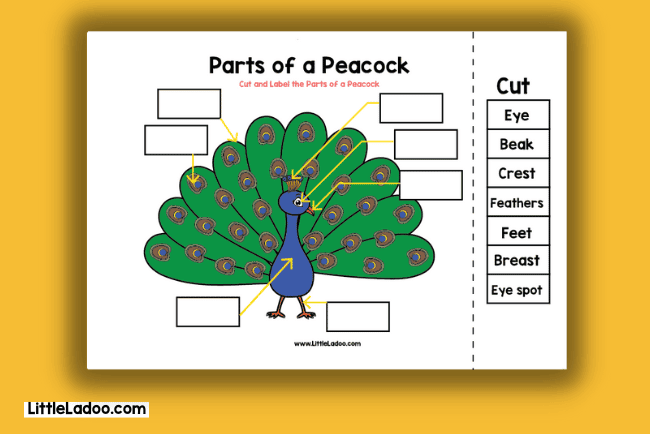 Parts of Peacock worksheet