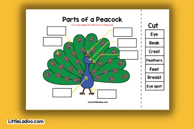 Peacock Worksheets For Kids Free Printable peacock-worksheets-for-kids-free-printable